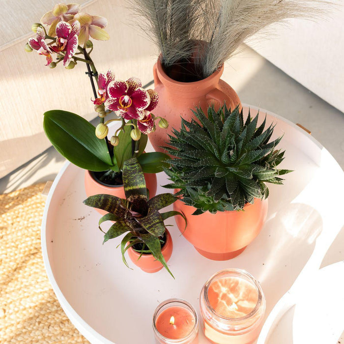 Planten set Scandic - met oranje Phalaenopsis Orchidee en Rhipsalis - incl. keramieken sierpotten | Ø9cm