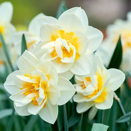Flowerbulbs Amsterdam - Salou - 10 flower bulbs - Size 12/14