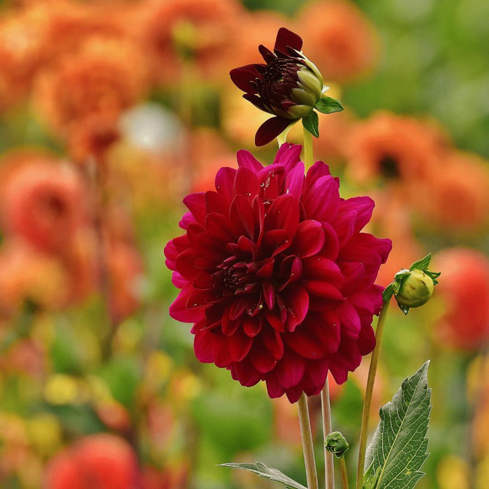 Dahlia Bollen | 12 dahlia heatwave knollen voor 2m², grote dieprode bloemen