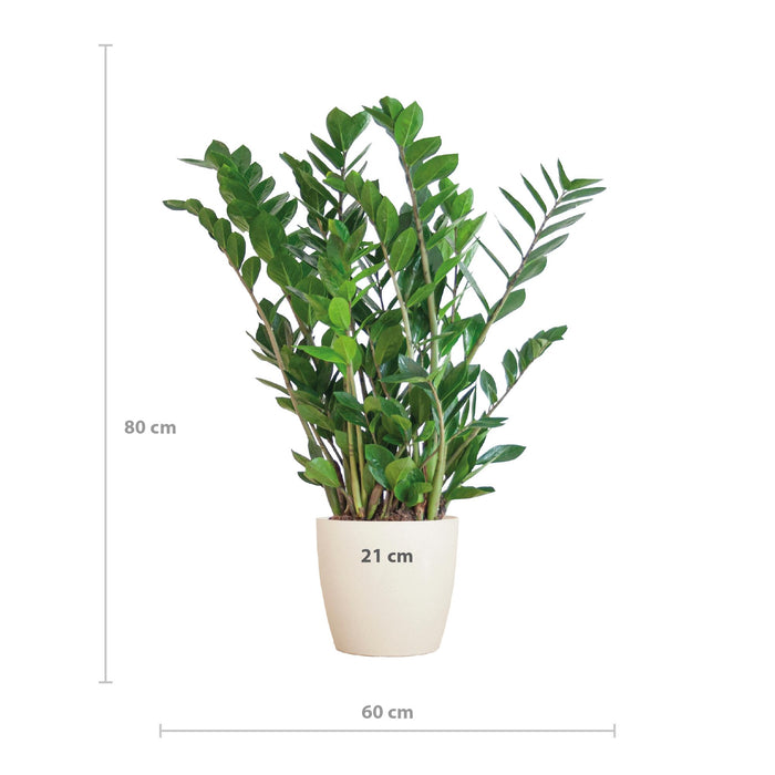 Zamioculcas Zamiifolia - ZZ Plant - met Viber wit plantenpot - ↕80cm - Ø21cm