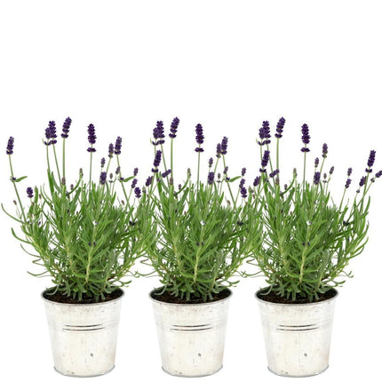 Lavandula Angustifolia Felice® i 'Old Look' dekorativ potte - Ø13cm - Lavendel - 3x