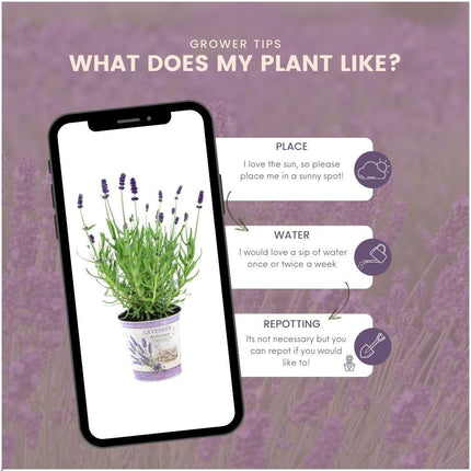 Lavandula Angustifolia Felice® w doniczce dekoracyjnej „Lawendowy nadruk” - Ø13cm - Rośliny Lawendy - 3x