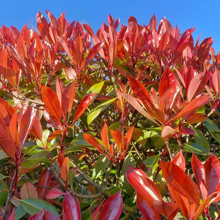 Grands plants de Photinia pour une haie de 10 mètres - 12L - 20x - ↕125-150 cm - Carré Rouge