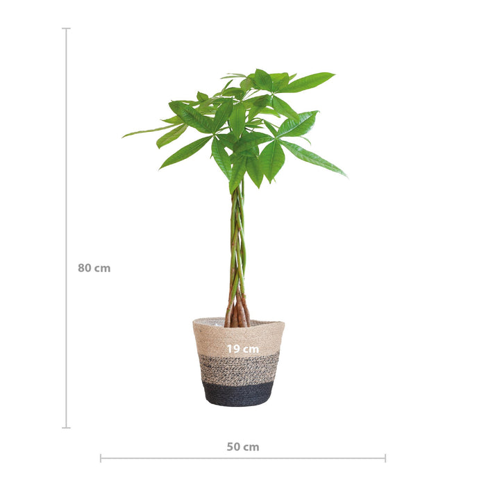 Pachira Aquatica - Geldboom - met Mand Lissabon zwart - ↕80cm - Ø21cm