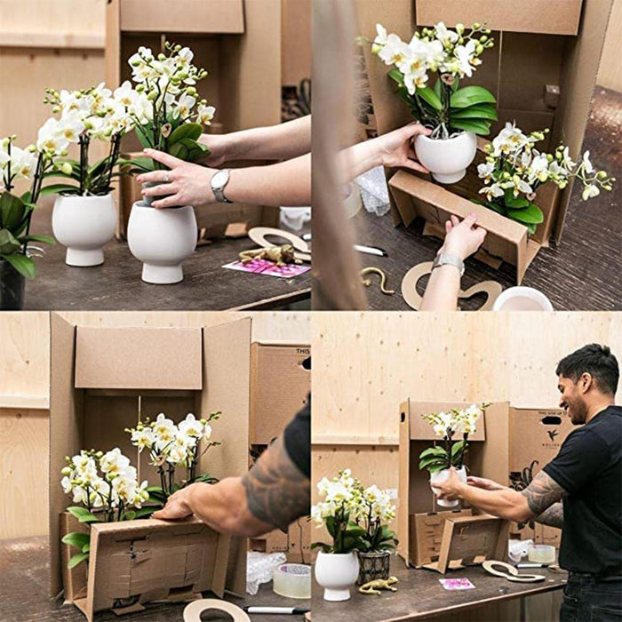 Witte Phalaenopsis orchidee - Mineral Gibraltar - Ø9cm - Bloeiende kamerplant