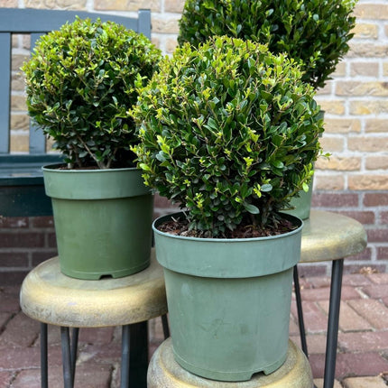 Ilex crenata 'Jenny' bulb - ↕30cm - Ø20cm - 2x