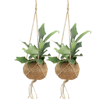 Kokodama Platycerium colgante - Helecho cuerno de ciervo - ↕35cm - Ø15cm - 2x