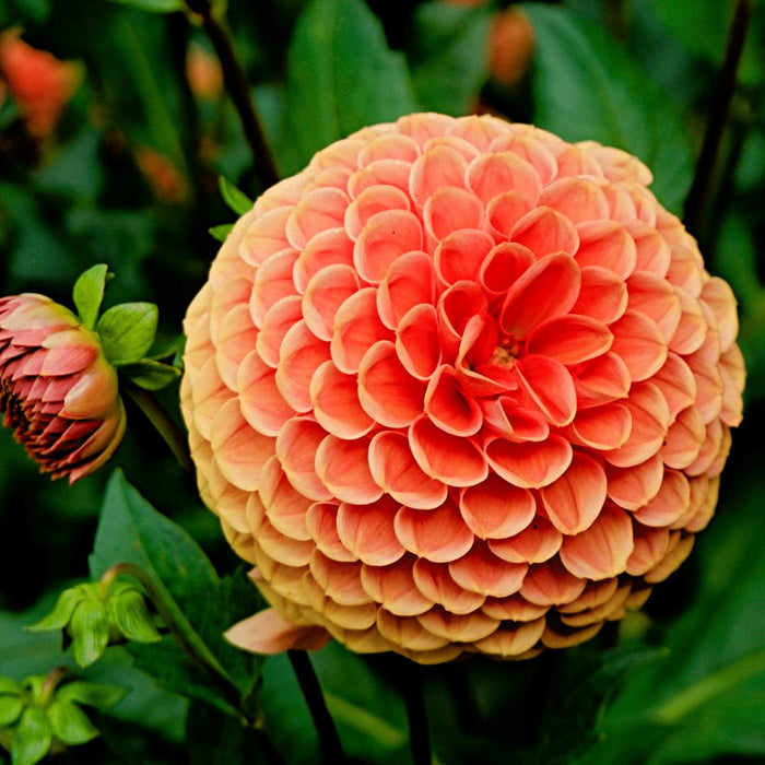 Dahlia Bollen | Mix Pompon Splash, 6 Dahlia Little Robert & 6 Dahlia Ralphie knollen voor 2m²
