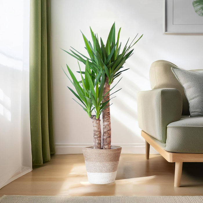 Yucca Elephantipes met Mand Lissabon wit - ↕90cm - Ø21cm