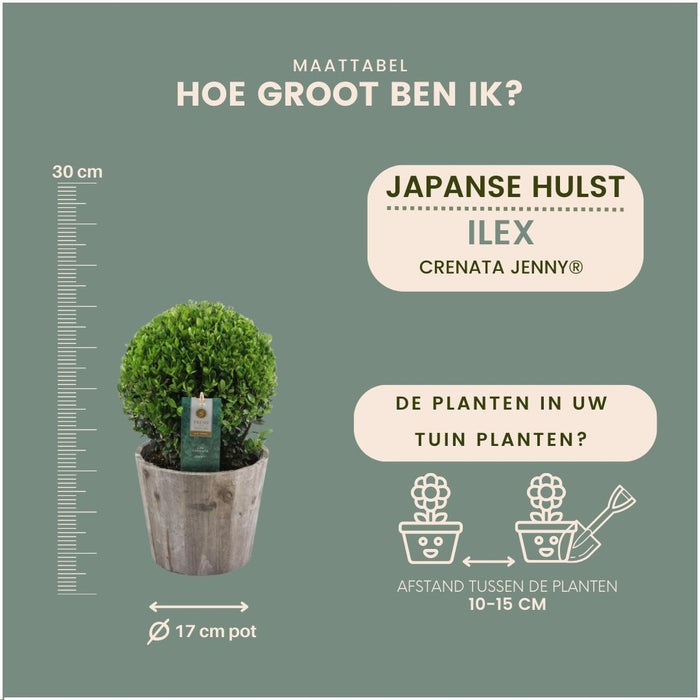 Ilex crenata 'Jenny' bol in houten pot - Ø20cm - 2x