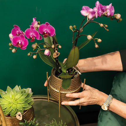 Paarse phalaenopsis orchidee - Morelia + Groove sierpot goud - Ø9cm - ↕35cm - Bloeiende kamerplant