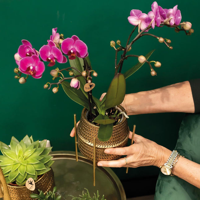 Purple Phalaenopsis orchid - Morelia + Gold Groove decorative pot - Ø9cm - ↕35cm - Flowering houseplant