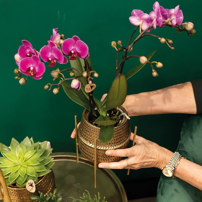 Paarse phalaenopsis orchidee - Morelia + Groove sierpot goud - Ø9cm - ↕35cm - Bloeiende kamerplant