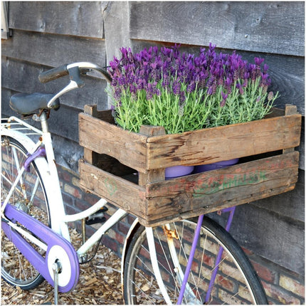 Lavandula stoechas Anouk® in 'Old Look' decorative pot - Ø13cm - French Lavender - 3x