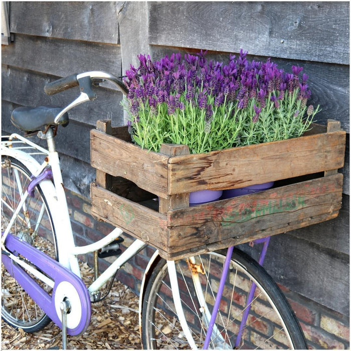 Lavandula stoechas Anouk®  in 'Old Look' sierpot - Ø13cm - Franse Lavendel - 3x