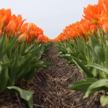 Bulbes de fleurs Amsterdam - Orange Emperor - 15 bulbes - Calibre 12+