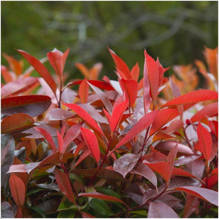 Siepe di Photinia fraseri 'Red Robin' - 1 metro - Set di 6 piante da siepe resistenti - Siepe sempreverde