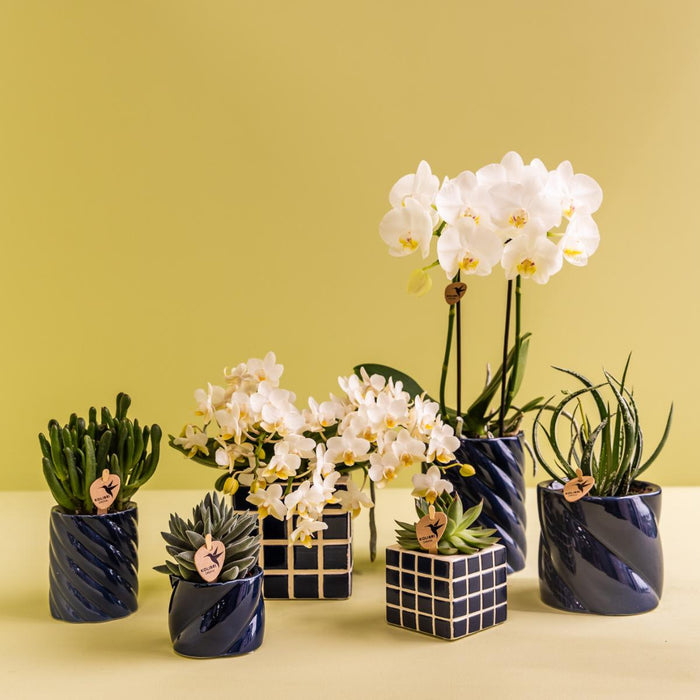 Witte orchidee Amabilis en succulent in Candy sierpotten blauw - Ø9cm & Ø6cm - Bloeiende kamerplant