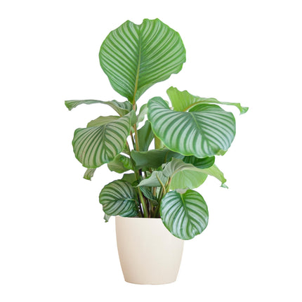 Calathea Orbifolia med Viber hvid - ↕65cm - Ø21cm