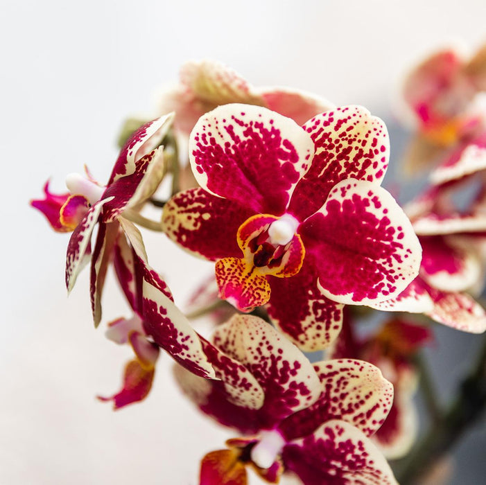 Geel rode phalaenopsis orchidee - Spain + Bee pot - Ø9cm - Bloeiende kamerplant