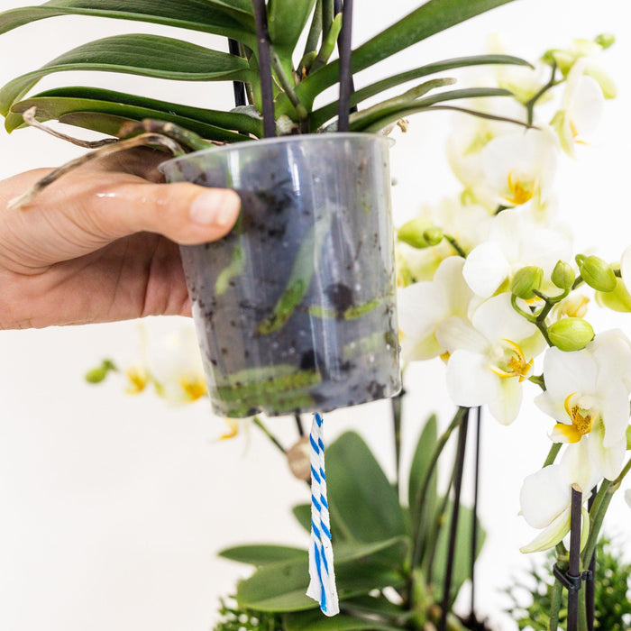 Witte plantenset in Cotton Basket incl. waterreservoir | drie witte orchideeën Lausanne 9cm en drie groene planten Rhipsalis | Jungle Bouquet wit met zelfvoorzienend waterreservoir