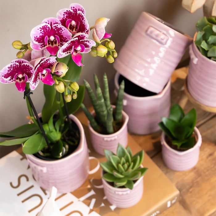 Roze paarse phalaenopsis orchidee - El Salvador - Ø9cm - Bloeiende kamerplant