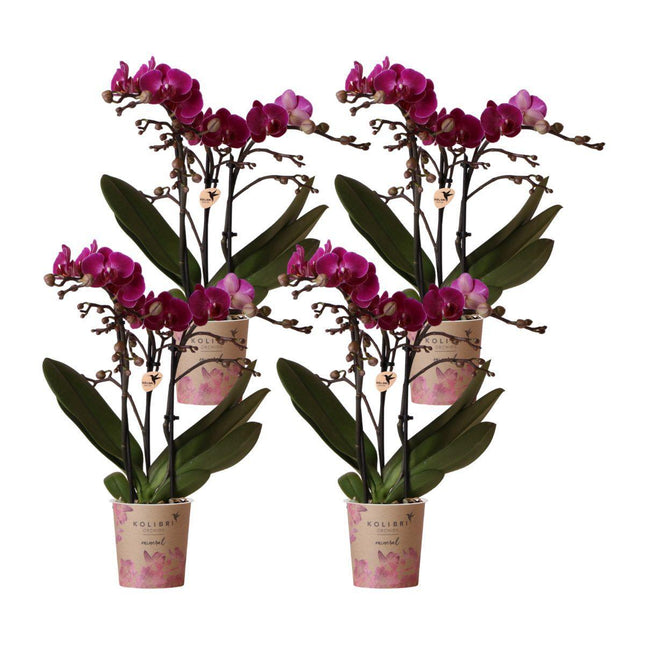 Orchidee Phalaenopsis viola - Morelia - 4 pezzi - Ø9cm - Pianta da interno fiorita
