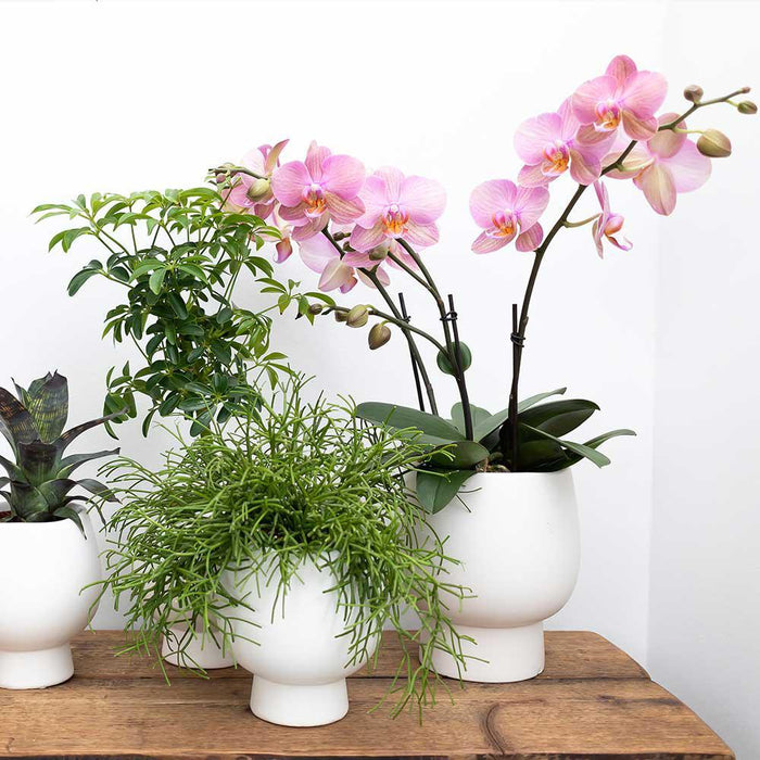 Roze Phalaenopsis orchidee – Andorra + Scandic sierpot wit – Ø9cm – ↕40cm - Bloeiende kamerplant in bloempot