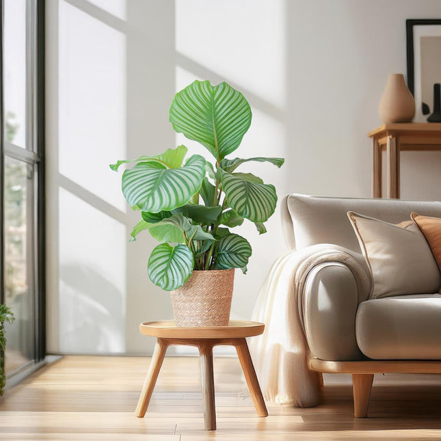 Calathea Orbifolia with Sofia basket natural - ↕65cm - Ø21cm