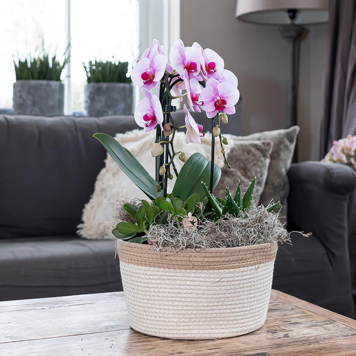Roze Phalaenopsis orchidee - Niagara Fall  - Ø12cm - Bloeiende kamerplant