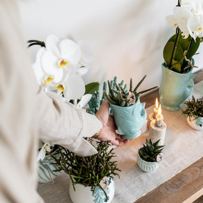 Planten set Fish Turquoise - Set met witte Phalaenopsis orchidee Amabilis Ø9cm en groene plant Succulent Crassula Hobbit Ø6cm - met turquoise keramieken sierpotten
