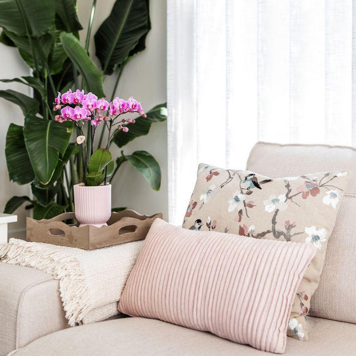 Plantenset Floral Blush pink small - Groene planten met Phalaenopsis orchidee in Floral Blush pink sierpotten en wit dienblad
