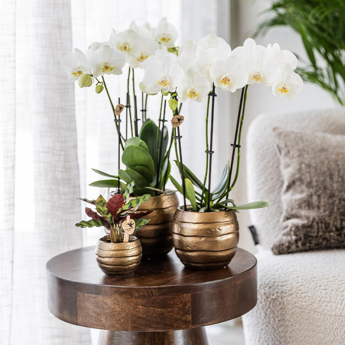 Geel rode phalaenopsis orchidee - Spain + Bee pot - Ø9cm - Bloeiende kamerplant