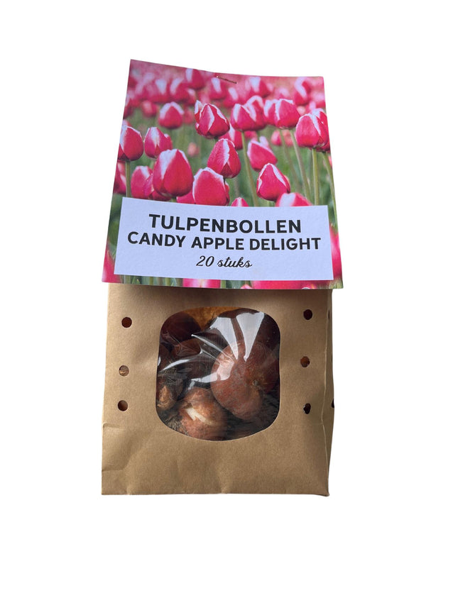 Mela caramellata - Bulbi di tulipano - 20 pezzi - Bulbi di fiori