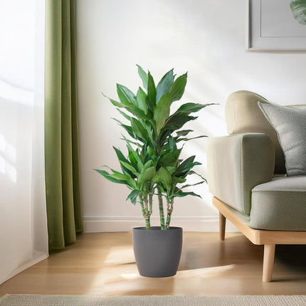 Dracaena Janet Lindt med Viber Grey - Drageplante - ↕95cm - Ø21cm