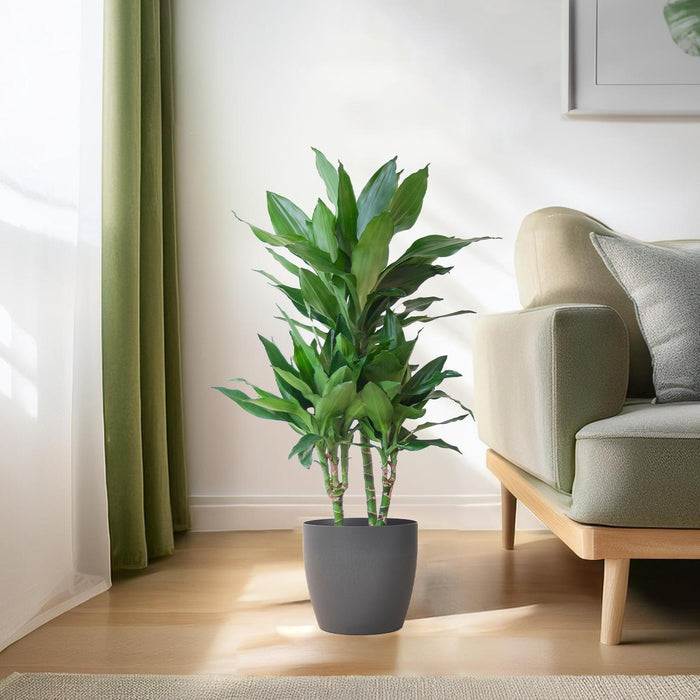 Dracaena Janet Lindt met Viber grijs - ↕95cm - Ø21cm - Drakenplant