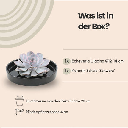 Wurzellose Sukkulente Echeveria Lilacina in Schale 'schwarz' - ↕5 cm - Ø20 cm