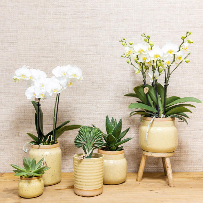 Groene plant met gele Phalaenopsis orchidee in Vintage khaki sierpotten en bamboe dienblad