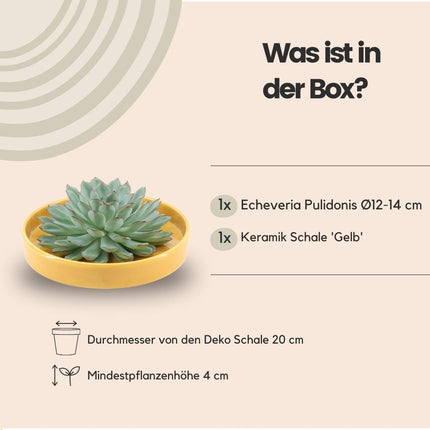 Echeveria Pulidonis succulente sans racines en pot « jaune » - ↕5 cm - Ø20 cm
