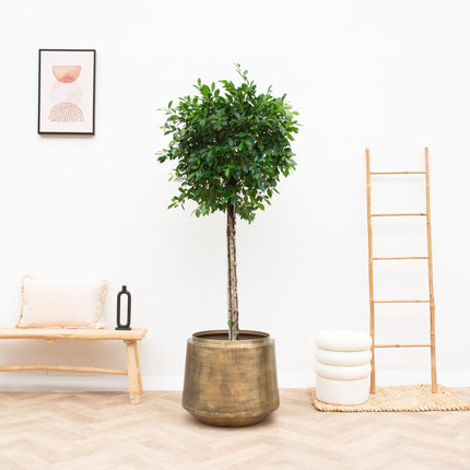 Plantenpot Indigo Vintage Gold D33 x H31