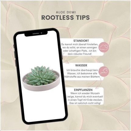 ROOTLESS Succulent Echeveria Pulidonis in 'taupe' bowl - ↕5cm - Ø20cm