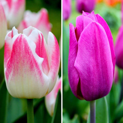 Bulbes de fleurs Amsterdam - Appie's Best - 30 bulbes de fleurs - Taille 12+