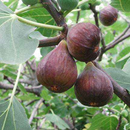Ficus Carica - Organiczne drzewa figowe - ↕20cm - Ø13cm - 6x