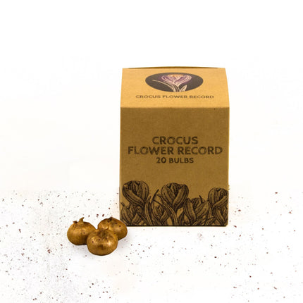 Flowerbulbs Amsterdam - Flower Record - 20 cebul kwiatowych - Rozmiar 8+