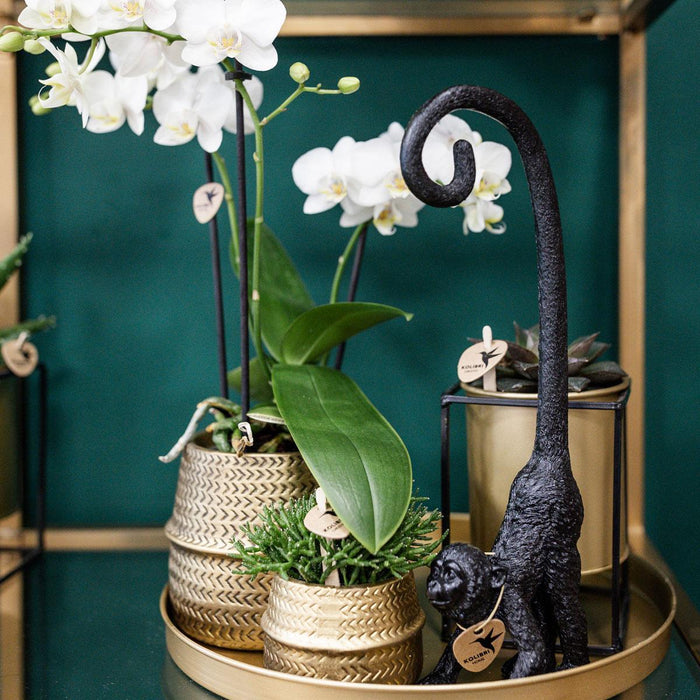 Planten set Groove goud - Set met witte Phalaenopsis orchidee Amabilis Ø9cm en groene plant Succulent Aloe Brevifolia Ø6cm - met gouden keramieken sierpotten