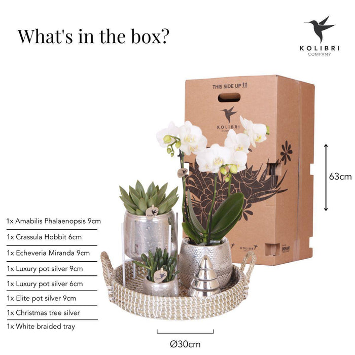 Gift set Christmas silver | Plantenset met witte Phalaenopsis Orchidee en Succulenten incl. keramieken sierpotten