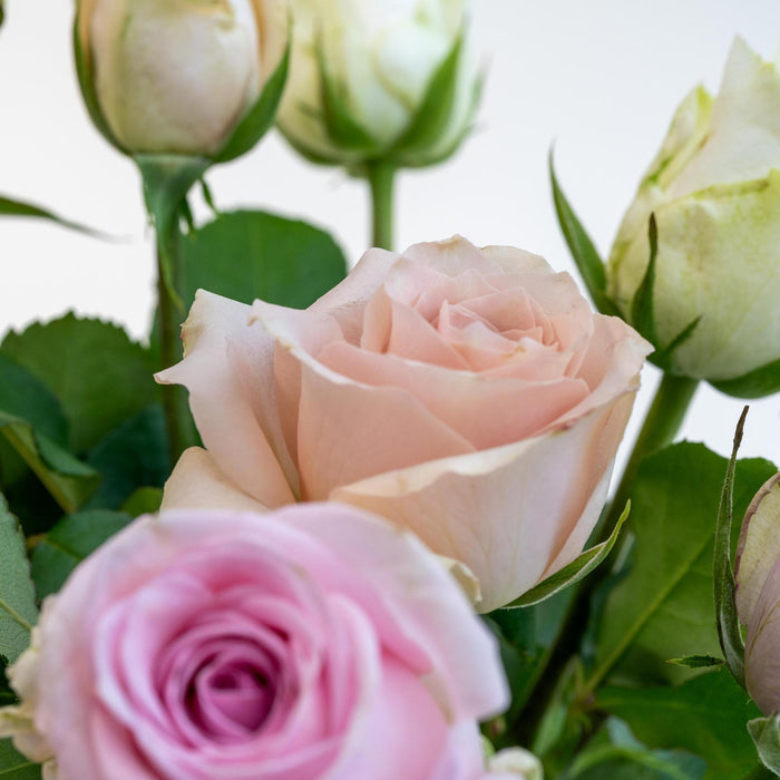 Letterbox Roses Sweet Pink - ↕35cm