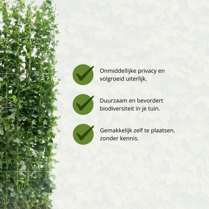Hedera Hibernica - Edera - Siepe pronta all'uso | ↔120cm - ↕120cm