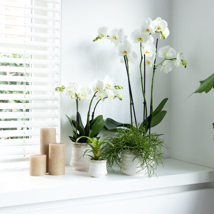 Orquídea Phalaenopsis blanca - Joya de Gante - Ø12cm - Planta de interior con flores