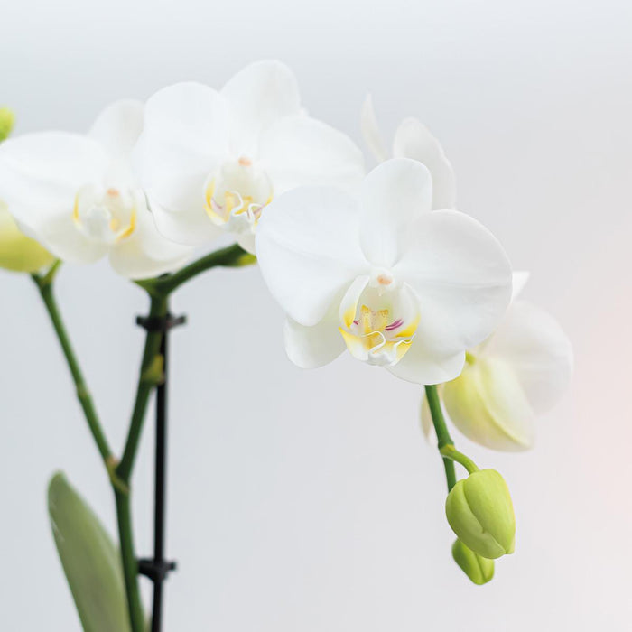 Planten set Inner Retreat - Set met witte Phalaenopsis Orchidee Amabilis  Ø9cm en groene plant Rhipsalis Ø6cm en Bamboo plate oval - met witte keramieken sierpotten